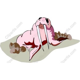 Pink Walrus