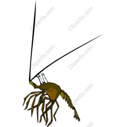 Whimsical Shrimp