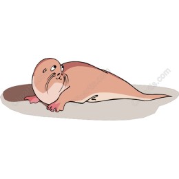Playful Cartoon Seal