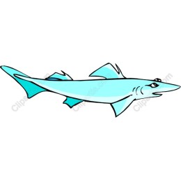 Shark