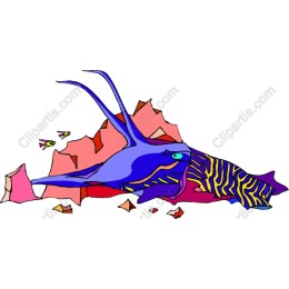 Colorful Marine Squid