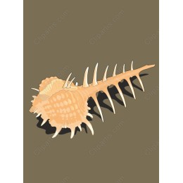 Elegant Seashell