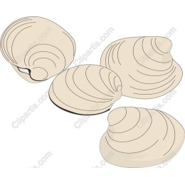 Clam Set