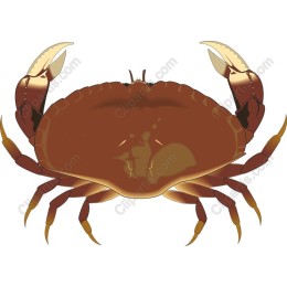 Realistic Brown Crab