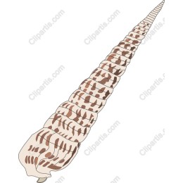 Coastal Elegance: Conch Shell
