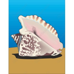 Exquisite Conch Shell