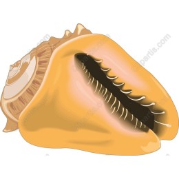 Elegant Conch Shell