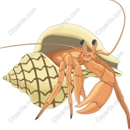 Hermit Crab