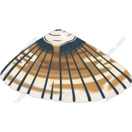 Elegant Scallop Shell