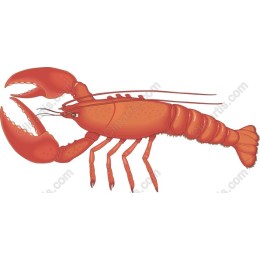 Lobster