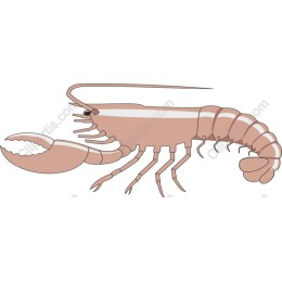Shrimps