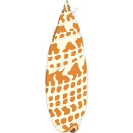 Elegant Conch Shell
