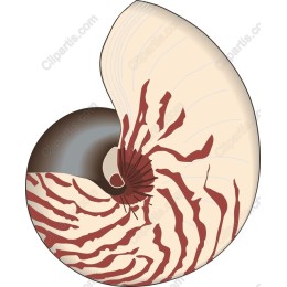 Nautilus Shell