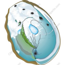 Opened Shell