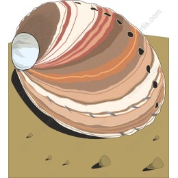 Seashell: Scalable and Art
