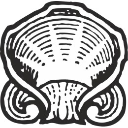Elegant Scallop Shell