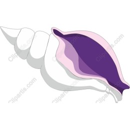Elegant Seashell