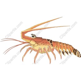 Lobster