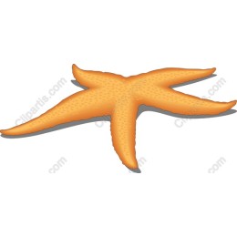 Orange Starfish