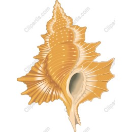 Elegant Seashell