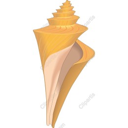 Elegant Seashell