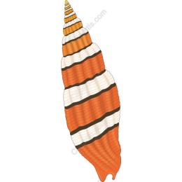 Vibrant Orange and White Seashell