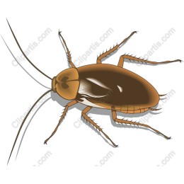 Cockroach
