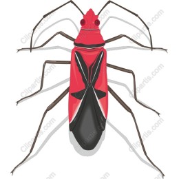 Red and Black Insect