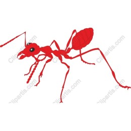 Vibrant Red Ant