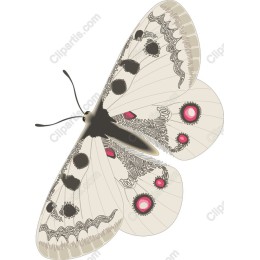 Elegant Butterfly