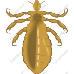 Lice