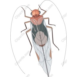 Cicada