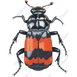 Vibrant Beetle