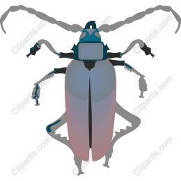 Vibrant Beetle