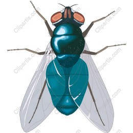 Elegant Teal Fly