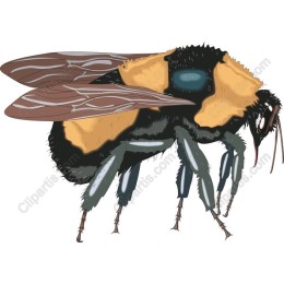 Bumblebee