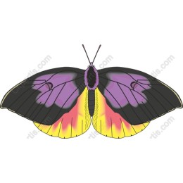 Vibrant Butterfly