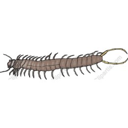 Centipede