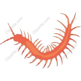 Centipedes