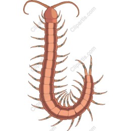 Centipede