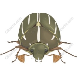 Majestic Beetle