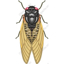 Cicada - Intricate