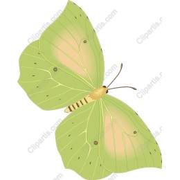 Green Butterfly
