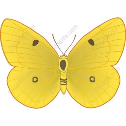 Yellow Butterfly