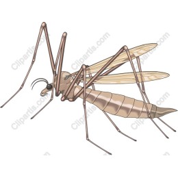 Realistic Mosquito