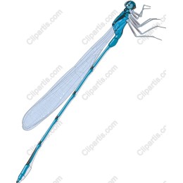 Beautiful Dragonfly