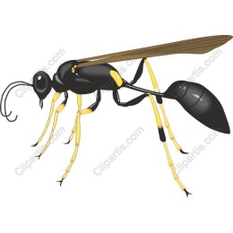 Black and Yellow Insect