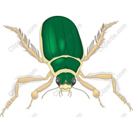 Vivid Beetle