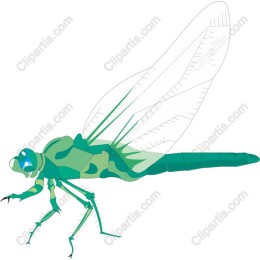 Exquisite Green Dragonfly
