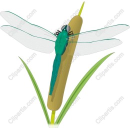 Dragonfly on Cattail